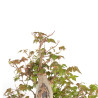 Acer buergerianum - B4705