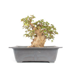 Acer buergerianum - B4710