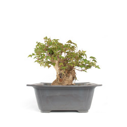 Acer buergerianum - B4710
