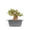 Acer buergerianum - B4710
