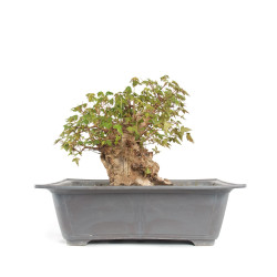 Acer buergerianum - B4710
