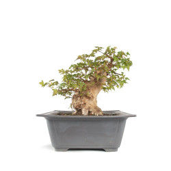 Acer buergerianum - B4710