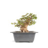 Acer buergerianum - B4710