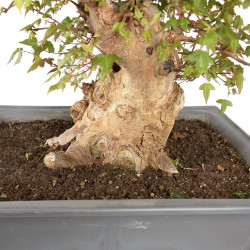 Acer buergerianum - B4710