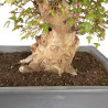 Acer buergerianum - B4710