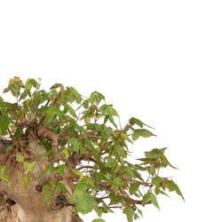 Acer buergerianum - B4710