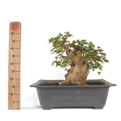 Acer buergerianum - B4710