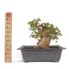 Acer buergerianum - B4710