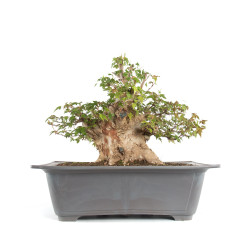 Acer buergerianum - B4711