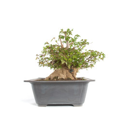 Acer buergerianum - B4711