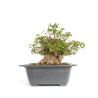 Acer buergerianum - B4711