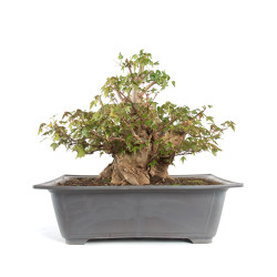 Acer buergerianum - B4711