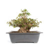 Acer buergerianum - B4711