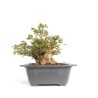 Acer buergerianum - B4711