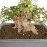 Acer buergerianum - B4711