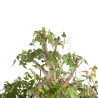 Acer buergerianum - B4711