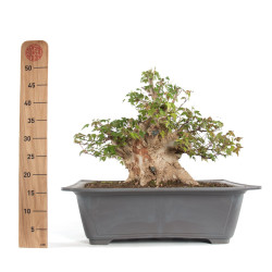 Acer buergerianum - B4711