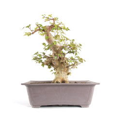 Acer buergerianum - B4712