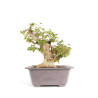 Acer buergerianum - B4712