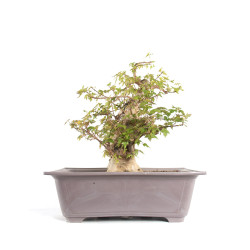 Acer buergerianum - B4712