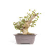 Acer buergerianum - B4712
