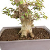 Acer buergerianum - B4712