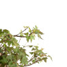 Acer buergerianum - B4712