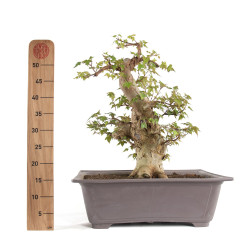 Acer buergerianum - B4712