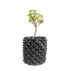 Acer ginnala - B4741