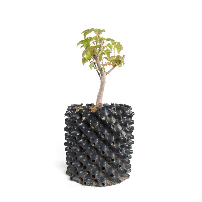 Acer ginnala - B4741