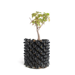Acer ginnala - B4741