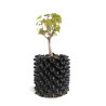 Acer ginnala - B4741