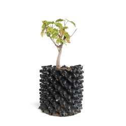 Acer ginnala - B4741