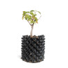 Acer ginnala - B4741
