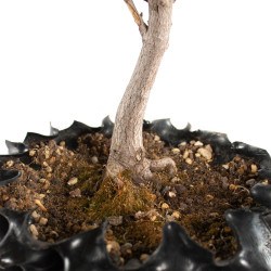 Acer ginnala - B4741