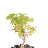 Acer ginnala - B4741