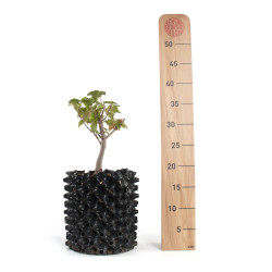 Acer ginnala - B4741