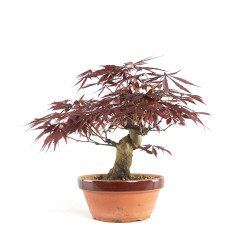 Acer palmatum Nomura - B4740