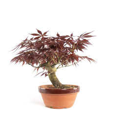 Acer palmatum Nomura - B4740