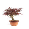 Acer palmatum Nomura - B4740