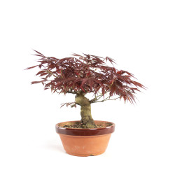 Acer palmatum Nomura - B4740