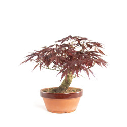 Acer palmatum Nomura - B4740