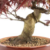Acer palmatum Nomura - B4740