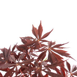 Acer palmatum Nomura - B4740