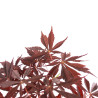 Acer palmatum Nomura - B4740
