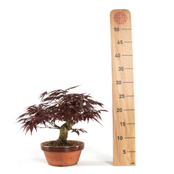 Acer palmatum Nomura - B4740