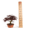 Acer palmatum Nomura - B4740
