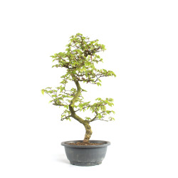 Carpins turczaninowii - B4742