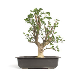 Euonymus europea - B4743