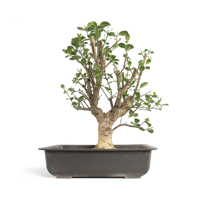 Euonymus europea - B4743